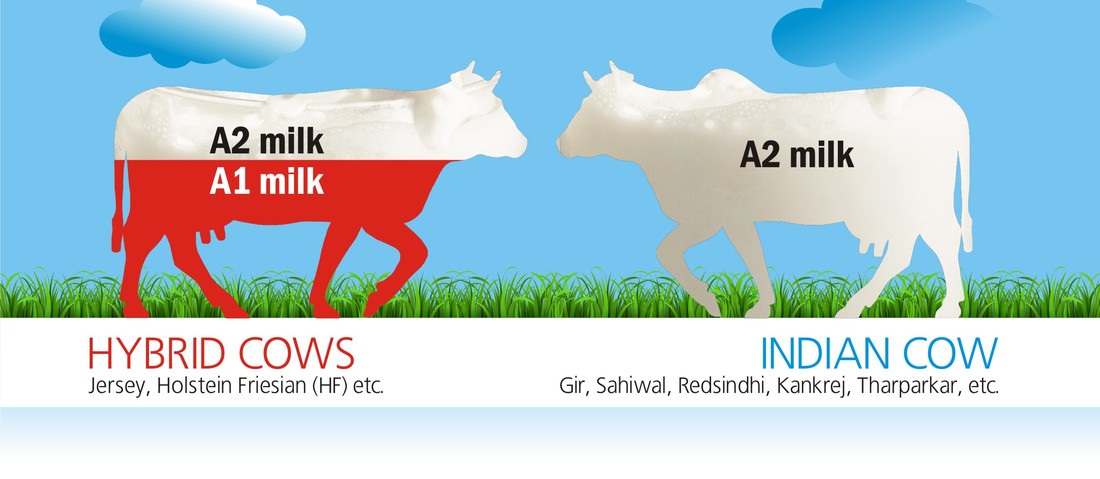 Daulat Farms A2 milk and A1 milk Comparison Daulat Farms A2 milk and A1 milk Comparison